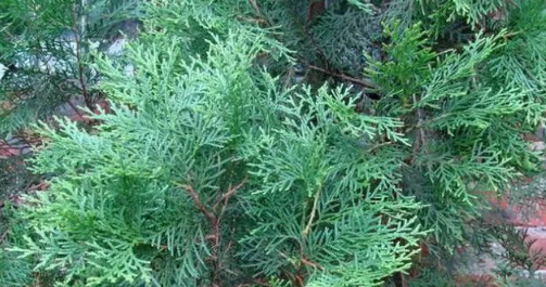 1764123973483601.png image.png